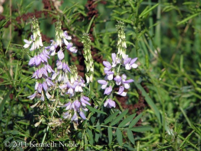 goat's rue (Galega officianalis) Kenneth Noble